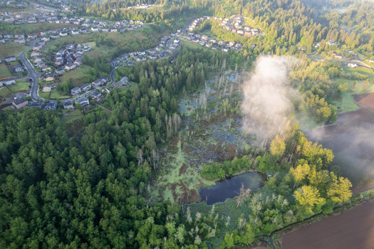 Aerial view of lush green forests surrounding a marshy wetland with a small pond and rising mist near residential houses and farm fields in Alderton Washington United States. Aerial view of lush green forests surrounding a marshy wetland with a small pond and rising mist near residential houses and farm fields in Alderton Washington United States.