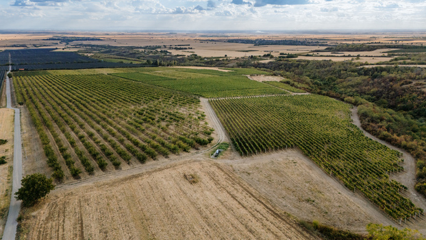 Aerial view of Deuric vineyards and orchards featuring neat rows of grapevines and fruit trees with dirt paths and surrounding agricultural fields in Mala Remeta Vojvodina Serbia. Aerial view of Deuric vineyards and orchards featuring neat rows of grapevines and fruit trees with dirt paths and surrounding agricultural fields in Mala Remeta Vojvodina Serbia.
