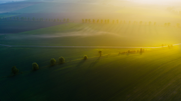 Aerial view of rolling green agricultural fields with rows of trees and morning mist illuminated by golden hour sunlight in Kyjov South Moravian Region Czechia.