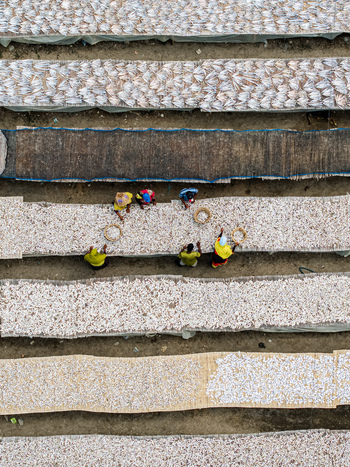 Cox s Bazar Bangladesh 11 March 2026 Aerial view of workers spreading and drying small fish on long bamboo mats in a traditional processing yard. Cox s Bazar Bangladesh 11 March 2026 Aerial view of workers spreading and drying small fish on long bamboo mats in a traditional processing yard.