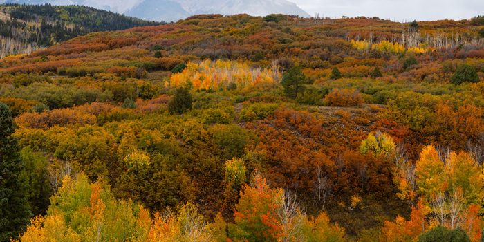 Aerial view of the vibrant autumn foliage covering the rolling hills near Ridgway Colorado United States.