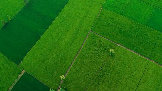 Aerial view of lush green agricultural fields in Patna India.