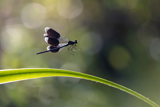 View of a damselfly with dark wings hovering above a green blade of grass in a sunlit garden in Wittenheim Grand Est France. View of a damselfly with dark wings hovering above a green blade of grass in a sunlit garden in Wittenheim Grand Est France.