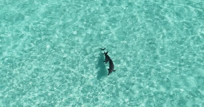 Aerial view of dolphins swimming in turquoise water Maldives.