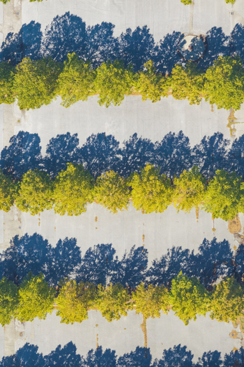 Aerial view of rows of trees casting long shadows over a paved parking lot in Arezzo Tuscany Italy. Aerial view of rows of trees casting long shadows over a paved parking lot in Arezzo Tuscany Italy.