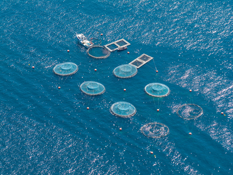 Aerial view of circular fish farm cages floating in the deep blue Mediterranean sea with a support boat nearby in Antibes Provence Alpes Cote d Azur France. Aerial view of circular fish farm cages floating in the deep blue Mediterranean sea with a support boat nearby in Antibes Provence Alpes Cote d Azur France.