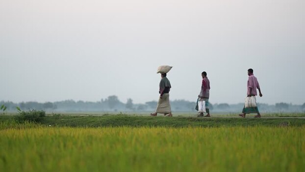 View of men walking through rice fields in Bogura Bangladesh.