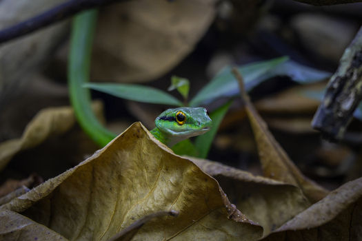 View of a green snake with bright yellow eyes peeking out from behind dry brown leaves in a lush forest environment Costa Rica.