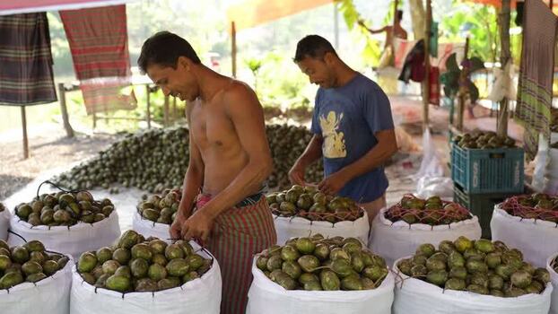 View of workers packing hog plums in Jhalakathi Bangladesh. View of workers packing hog plums in Jhalakathi Bangladesh.