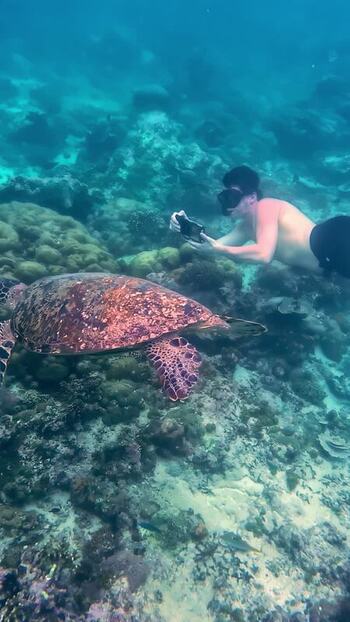 View of a snorkeler swimming with a sea turtle in Bali Indonesia. View of a snorkeler swimming with a sea turtle in Bali Indonesia.