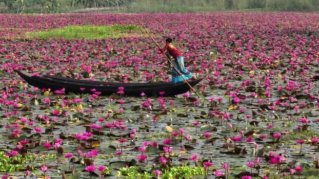 View of a man in a boat among pink water lilies Bangladesh. View of a man in a boat among pink water lilies Bangladesh.