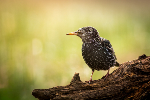 View of a common starling with speckled plumage perched on a weathered piece of wood against a soft green background in Debrzno Pomeranian Voivodeship Poland. View of a common starling with speckled plumage perched on a weathered piece of wood against a soft green background in Debrzno Pomeranian Voivodeship Poland.