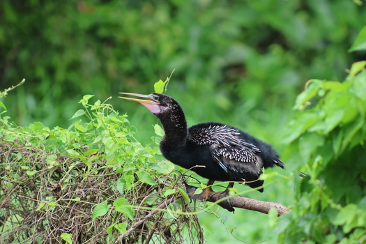 View of an Anhinga perched gracefully on a branch its dark feathers contrasting with the vibrant green foliage Roxana Limón Province Costa Rica. View of an Anhinga perched gracefully on a branch its dark feathers contrasting with the vibrant green foliage Roxana Limón Province Costa Rica.
