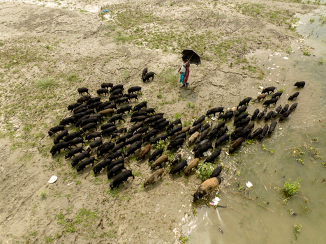Aerial view of a person with an umbrella herding a large sounder of pigs across a sandy riverbank near shallow water in Bogura Rajshahi Division Bangladesh. Aerial view of a person with an umbrella herding a large sounder of pigs across a sandy riverbank near shallow water in Bogura Rajshahi Division Bangladesh.