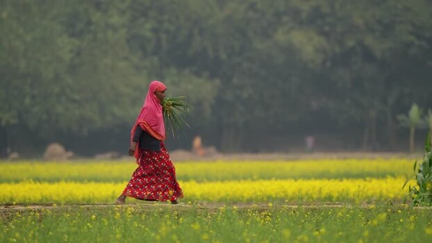 View of a woman walking through a mustard field Bangladesh.