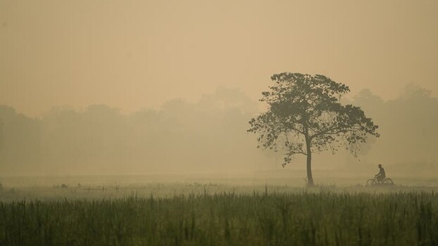 View of a lone tree and a cyclist in a misty field Bangladesh. View of a lone tree and a cyclist in a misty field Bangladesh.