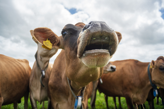 View of a brown cow with its mouth open standing in a lush green pasture surrounded by a herd of cattle under a cloudy summer sky in Looe Cornwall United Kingdom. View of a brown cow with its mouth open standing in a lush green pasture surrounded by a herd of cattle under a cloudy summer sky in Looe Cornwall United Kingdom.
