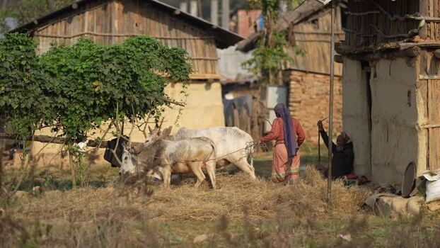 View of a woman leading oxen past traditional houses in Nepal. View of a woman leading oxen past traditional houses in Nepal.