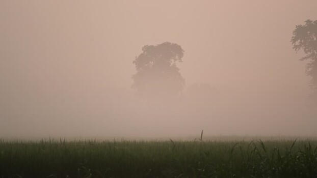 View of a foggy morning over green fields in Bogura Bangladesh. View of a foggy morning over green fields in Bogura Bangladesh.