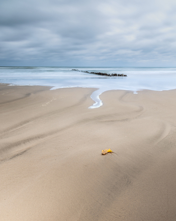 View of a sandy beach with a single yellow leaf on the shore and a wooden breakwater under a cloudy sky in Debki Pomeranian Voivodeship Poland. View of a sandy beach with a single yellow leaf on the shore and a wooden breakwater under a cloudy sky in Debki Pomeranian Voivodeship Poland.