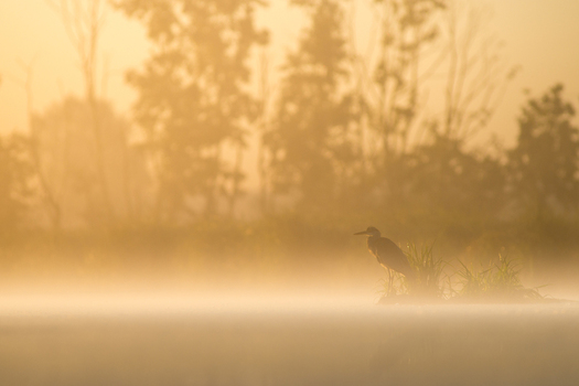 View of a heron standing on a small grassy island in a misty lake during golden hour in Debrzno Pomeranian Voivodeship Poland.