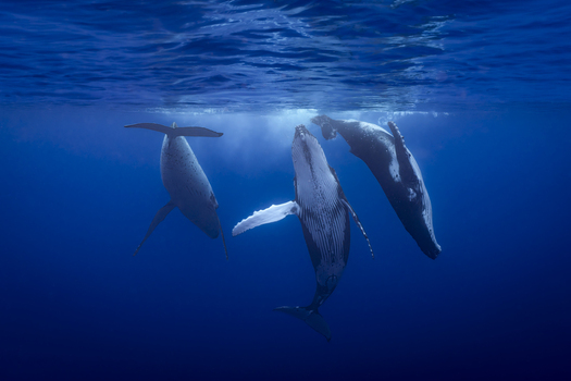 View of three humpback whales swimming gracefully in the deep blue ocean waters Moorea Maiao Windward Islands French Polynesia.