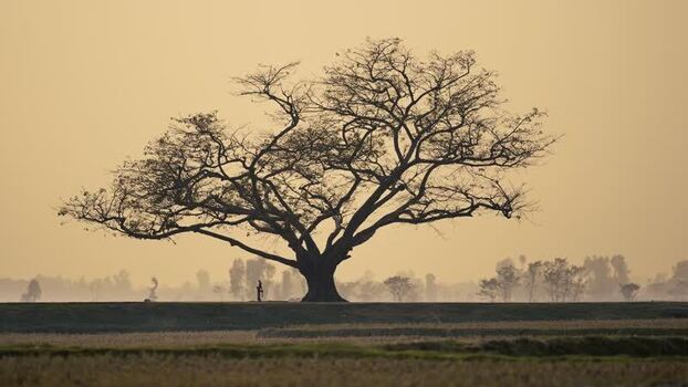 View of a large silhouetted tree in a rural field Bangladesh.