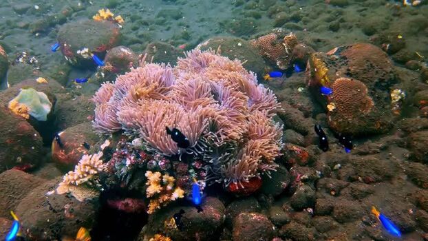 View of coral reef with tropical fish in Bali Indonesia.