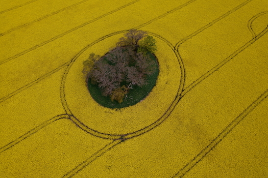 Aerial view of a small island of trees surrounded by vibrant yellow oilseed rape fields with tractor tracks in Nairn Scotland United Kingdom. Aerial view of a small island of trees surrounded by vibrant yellow oilseed rape fields with tractor tracks in Nairn Scotland United Kingdom.