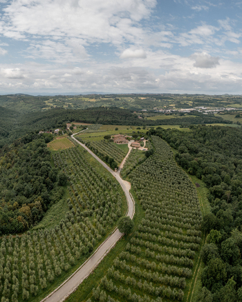 Aerial view of olive groves and a winding road leading to a farmhouse in the countryside of Passignano Toscana Italy. Aerial view of olive groves and a winding road leading to a farmhouse in the countryside of Passignano Toscana Italy.