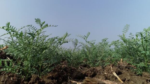View of green chickpea plants in a field India. View of green chickpea plants in a field India.