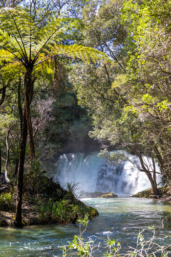 View of Tarawera Falls cascading through lush native forest with a large silver fern in the foreground Bay of Plenty Region New Zealand. View of Tarawera Falls cascading through lush native forest with a large silver fern in the foreground Bay of Plenty Region New Zealand.