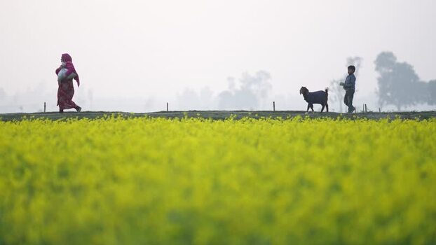 View of people walking past a mustard field in Bogura Bangladesh.