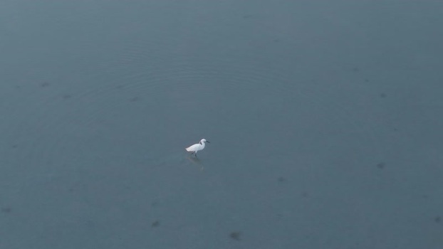 Aerial view of a white egret in shallow water Albania. Aerial view of a white egret in shallow water Albania.