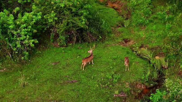 Aerial view of spotted deer in a lush green landscape Sri Lanka.