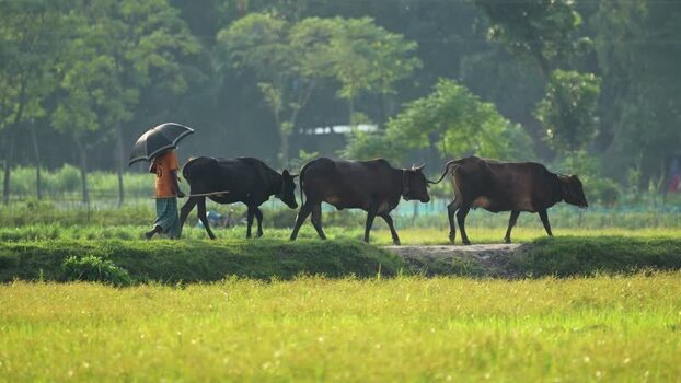 View of a farmer walking with cows in Bogura Bangladesh. View of a farmer walking with cows in Bogura Bangladesh.