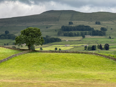 View of the rolling green hills and traditional dry stone walls of Yorkshire with a lone tree and distant farm buildings in Hawes England United Kingdom. View of the rolling green hills and traditional dry stone walls of Yorkshire with a lone tree and distant farm buildings in Hawes England United Kingdom.