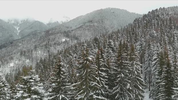 Aerial view of snow covered coniferous forest Romania. Aerial view of snow covered coniferous forest Romania.