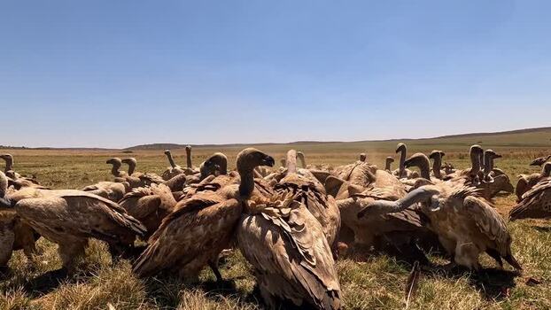 View of a group of vultures on dry ground South Africa. View of a group of vultures on dry ground South Africa.