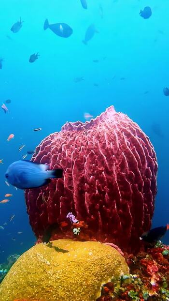 View of a large red barrel sponge in the waters of Indonesia. View of a large red barrel sponge in the waters of Indonesia.