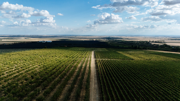 Aerial view of Deuric vineyards and orchards with rows of vines and trees separated by a dirt path in the flat landscape of Mala Remeta Vojvodina Serbia. Aerial view of Deuric vineyards and orchards with rows of vines and trees separated by a dirt path in the flat landscape of Mala Remeta Vojvodina Serbia.