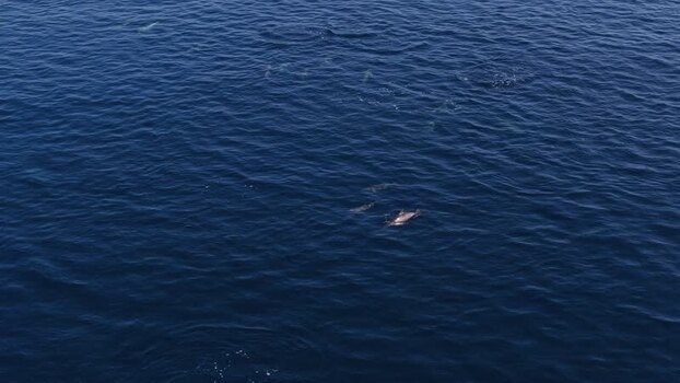 Aerial view of a pod of dolphins swimming in the ocean Maldives. Aerial view of a pod of dolphins swimming in the ocean Maldives.
