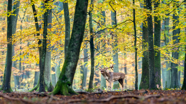 View of a fallow deer stag standing in a forest with vibrant autumn foliage and golden leaves in Debrzno Pomeranian Voivodeship Poland.