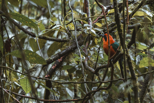 View of a vibrant orange headed bird perched on a mossy branch amidst the dense foliage of a tropical rainforest in Costa Rica.