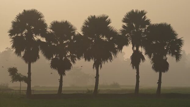 View of palm trees silhouetted against a misty sunrise Bangladesh.