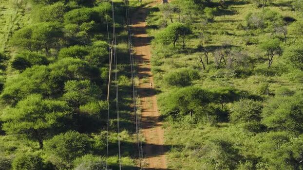 Aerial view of a cheetah on a dirt road in South Africa.