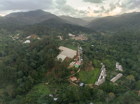 Aerial view of the lush mountainous landscape of Jarabacoa featuring greenhouses nestled among dense forests and rolling hills in Jarabacoa La Vega Province Dominican Republic.