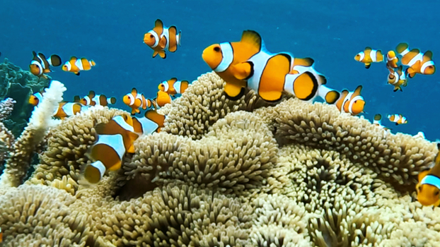 View of clownfish swimming around a sea anemone in a vibrant coral reef in Karimunjawa Central Java Indonesia.