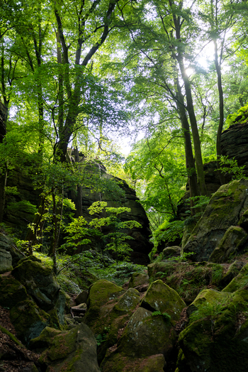 View of the Mullerthal Trail featuring moss covered rock formations and lush green forest canopy with sunlight filtering through the trees in Berdorf Echternach Luxembourg. View of the Mullerthal Trail featuring moss covered rock formations and lush green forest canopy with sunlight filtering through the trees in Berdorf Echternach Luxembourg.