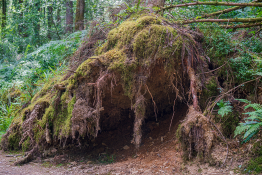 View of a fallen tree with exposed roots covered in moss and soil in the woodland of Deer Park Looe Cornwall United Kingdom. View of a fallen tree with exposed roots covered in moss and soil in the woodland of Deer Park Looe Cornwall United Kingdom.